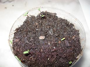 comment planter oeillet d'inde