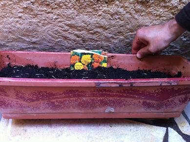 Faire pousser oeillets d'inde en pot : conseils et astuces faire pousser oeillet inde 5