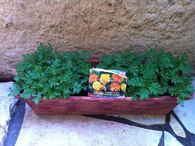 Faire pousser oeillets d'inde en pot : conseils et astuces faire pousser oeillet inde 8