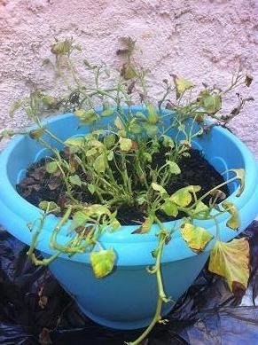 faire pousser patate douce 16