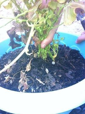 faire pousser patate douce 17