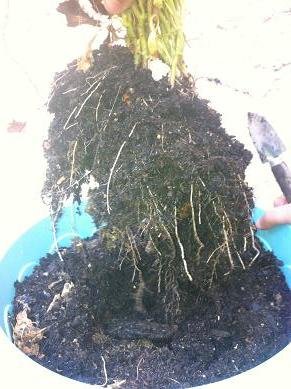 faire pousser patate douce 18