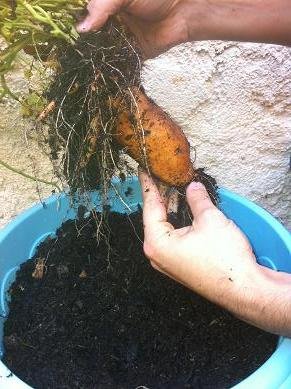 faire pousser patate douce 19