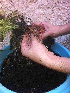 faire pousser patate douce 20