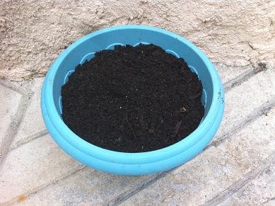 faire pousser patate douce 7