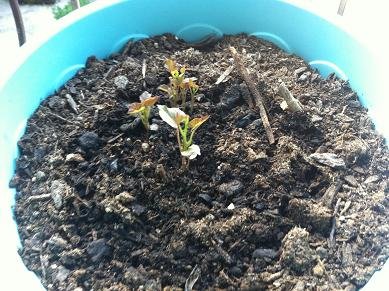 faire pousser patate douce 8