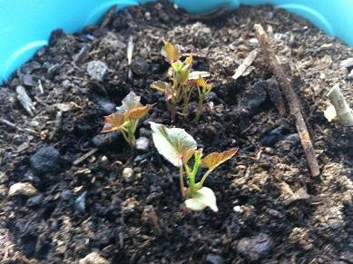 faire pousser patate douce 9