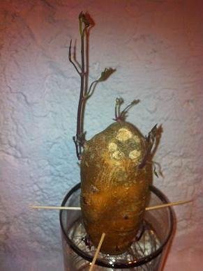 faire pousser patate douce eau 10