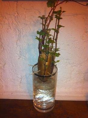 faire pousser patate douce eau 12