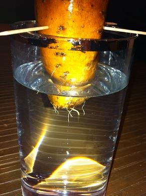 faire pousser patate douce eau 5