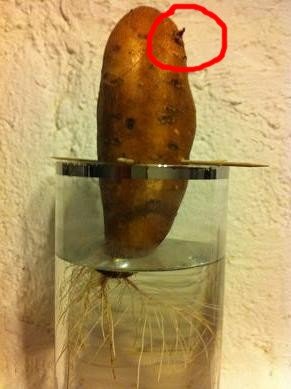 faire pousser patate douce eau 7