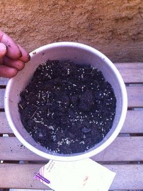 Faire pousser du persils en pot : conseils et astuces faire pousser persil en pot 7