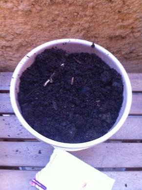 Faire pousser du persils en pot : conseils et astuces faire pousser persil en pot 8