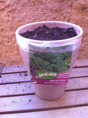 Faire pousser du persils en pot : conseils et astuces faire pousser persil en pot 9