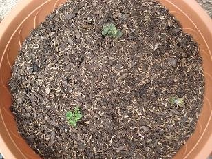 faire pousser pomme de terre pot 10