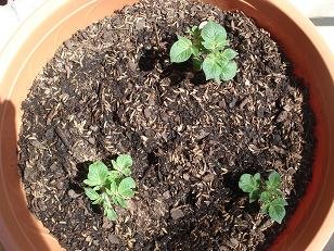faire pousser pomme de terre pot 11