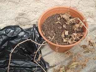 faire pousser pomme de terre pot 14