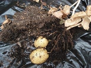 faire pousser pomme de terre pot 15