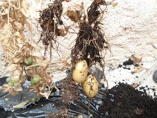 faire pousser pomme de terre pot 16