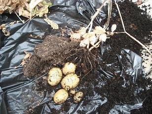 faire pousser pomme de terre pot 17