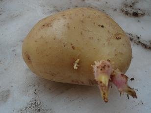 faire pousser pomme de terre pot 2