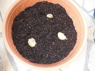 faire pousser pomme de terre pot 5