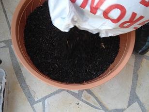 faire pousser pomme de terre pot 6