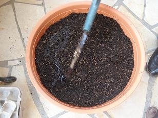 faire pousser pomme de terre pot 8