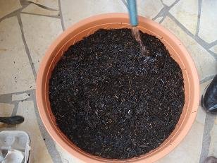 faire pousser pomme de terre pot 9