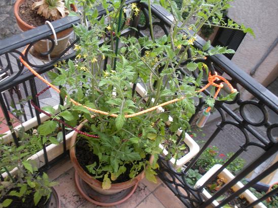 comment planter tomates cerises en pot