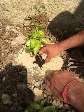 repiquer pot basilic en pleine terre 10