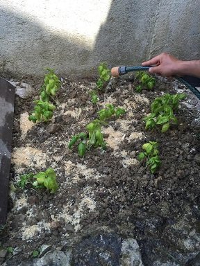 repiquer pot basilic en pleine terre 13