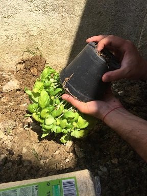 repiquer pot basilic en pleine terre 2