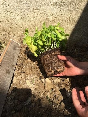 repiquer pot basilic en pleine terre 3