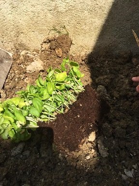 repiquer pot basilic en pleine terre 5