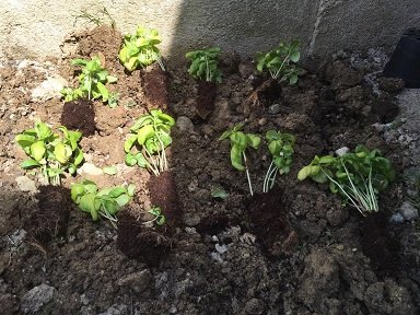repiquer pot basilic en pleine terre 6