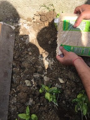 repiquer pot basilic en pleine terre 8