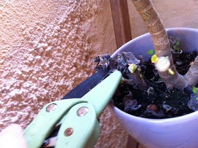 Sauver une plante grasse du gel sauver plante grasse neige 10