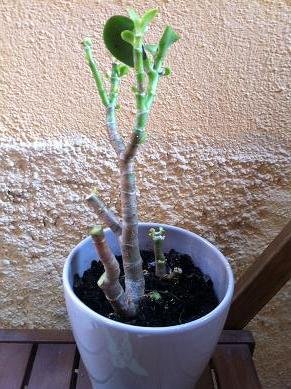 Sauver une plante grasse du gel sauver plante grasse neige 11