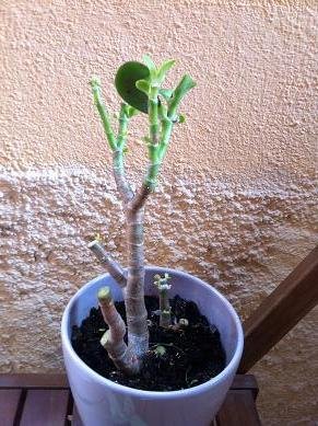 Sauver une plante grasse du gel sauver plante grasse neige 12