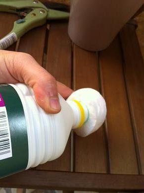 Sauver une plante grasse du gel sauver plante grasse neige 2