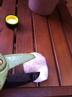 Sauver une plante grasse du gel sauver plante grasse neige 5