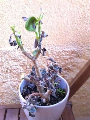 Sauver une plante grasse du gel sauver plante grasse neige 7