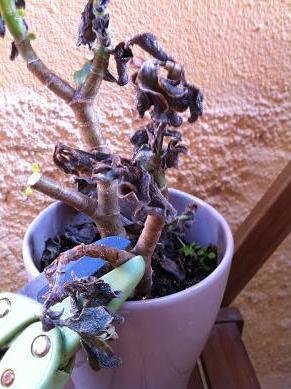 Sauver une plante grasse du gel sauver plante grasse neige 8