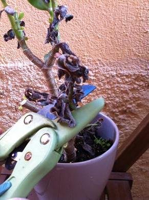 Sauver une plante grasse du gel sauver plante grasse neige 9