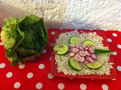 tortue concombre radis 14