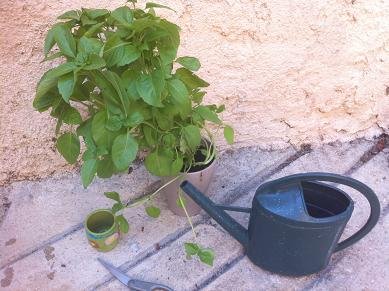 Comment faire une bouture de basilic pour les débutants