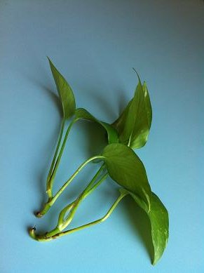 Faire des boutures de pothos : conseils et astuces
