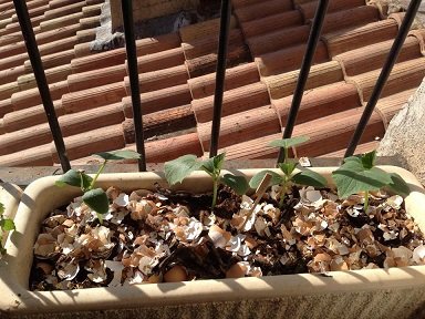 Faire pousser des concombres en pot : conseils et astuces