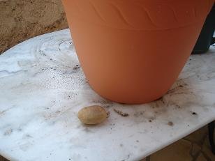 Faire pousser des pommes de terre dans un pot